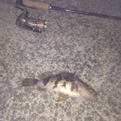 なんとかタケノコゲット