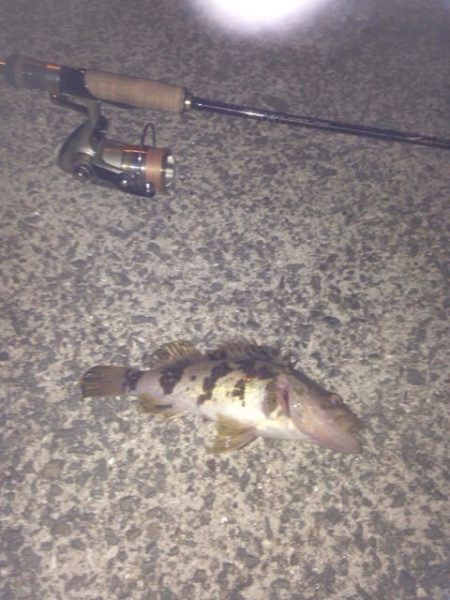 なんとかタケノコゲット