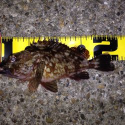 寒い中のメバリング のはずが…