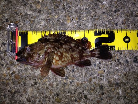 寒い中のメバリング のはずが...