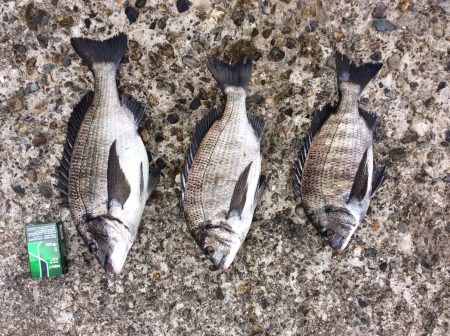 ノッコミ始まりかな？