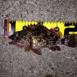 寒さの中のメバリング