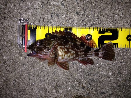 寒さの中のメバリング