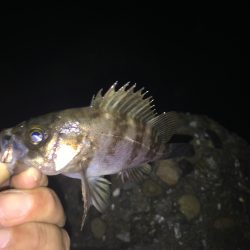 愛しのガシラ殿