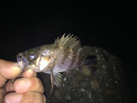 愛しのガシラ殿