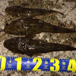 久美浜でマゴチ！