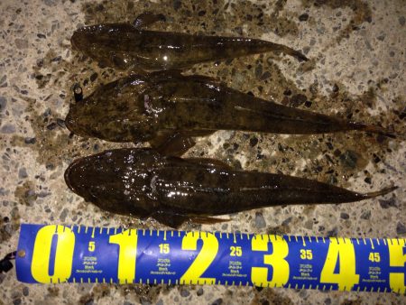 久美浜でマゴチ！