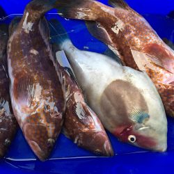 和歌浦漁港でエビ撒き