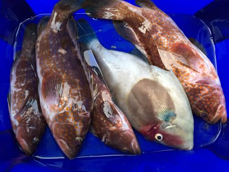 和歌浦漁港でエビ撒き