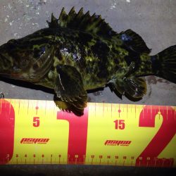 高砂港でのMebaring