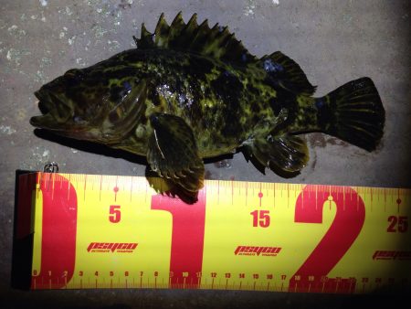 高砂港でのMebaring