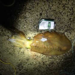 水温上昇よってイカ大作戦