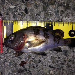 ご近所メバリング