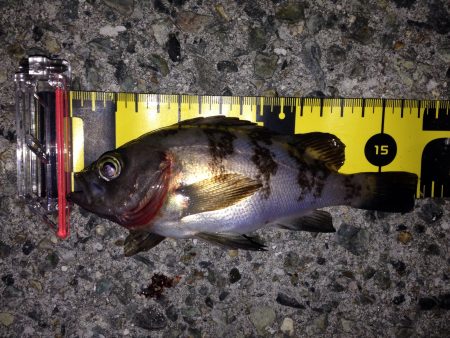 ご近所メバリング