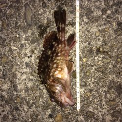 警察学校前サーフ  20㎝のバルメ‼️