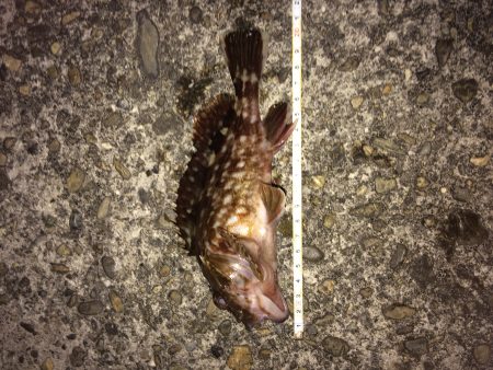 警察学校前サーフ  20㎝のバルメ‼️