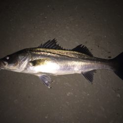 今年初のシーバス対面