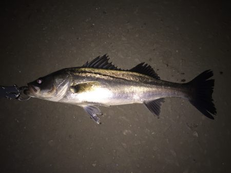 今年初のシーバス対面