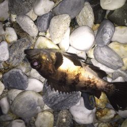 メバリング釣行