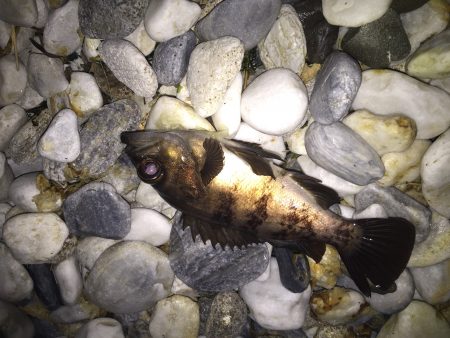 メバリング釣行