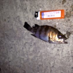 連日のメバリング