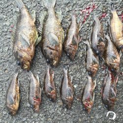 クロソイ爆釣！！&シーバス大暴れ！！