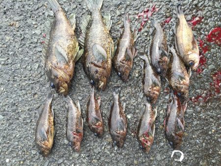 クロソイ爆釣！！&シーバス大暴れ！…