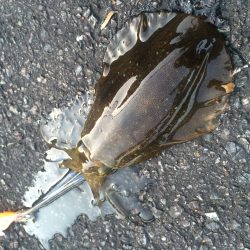 潮干狩りついでにエギング