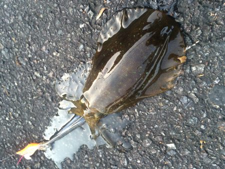 潮干狩りついでにエギング