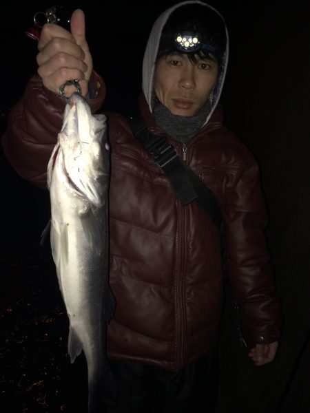 今年初シーバス！やっと釣れました！