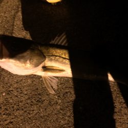 久しぶりのシーバス