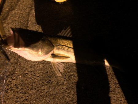 久しぶりのシーバス