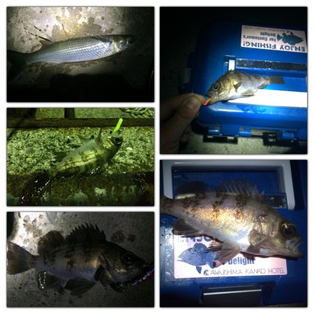 加太周辺でのメバリング