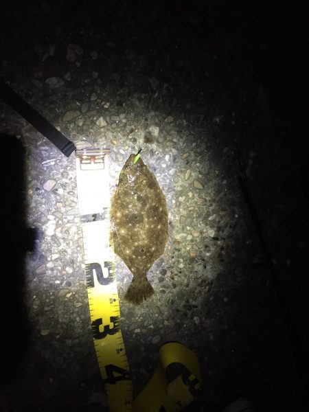 メバリングでソゲ