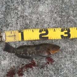 エビ撒きでアイナメ