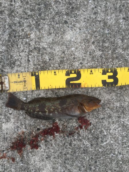 エビ撒きでアイナメ