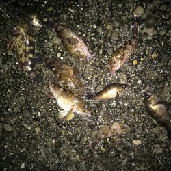 ガシラ。メバルが入れ食い⁉️⁉️⁉️⁉️