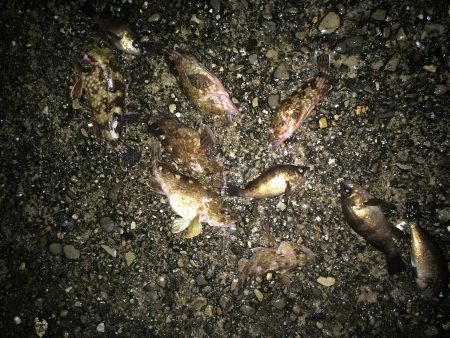 ガシラ。メバルが入れ食い⁉️⁉️⁉️⁉️