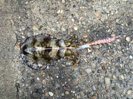 またまた春イカ求めて。