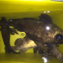 メバリング釣行