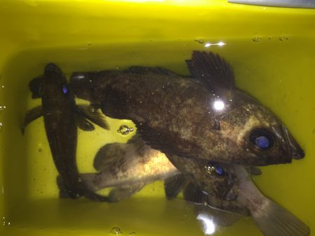 メバリング釣行