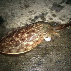 コウイカ釣れています。