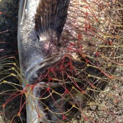 久々フカセ釣り