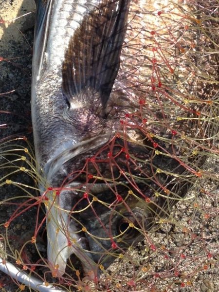 久々フカセ釣り