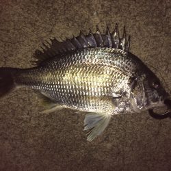 南港周辺でチニング