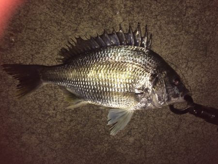 南港周辺でチニング