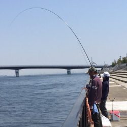 ノッコミ チヌ狙い！