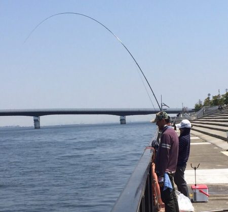 ノッコミ チヌ狙い！