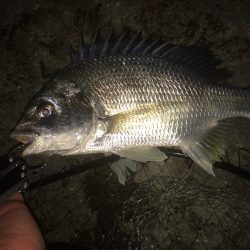 シーバスお留守^_^;