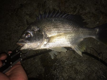 シーバスお留守^_^;